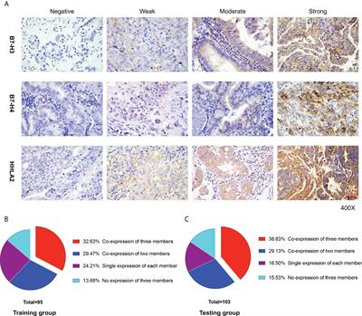 Novel immune scoring dynamic nomograms based on B7-H3, B7-H4, and HHLA2: Potential prediction in survival and immunotherapeutic efficacy for gallbladder cancer